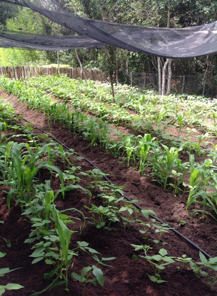 Riachinho Pousada Fazenda 韦尔卡鲍 外观 照片