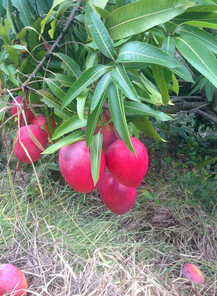 Riachinho Pousada Fazenda 韦尔卡鲍 外观 照片
